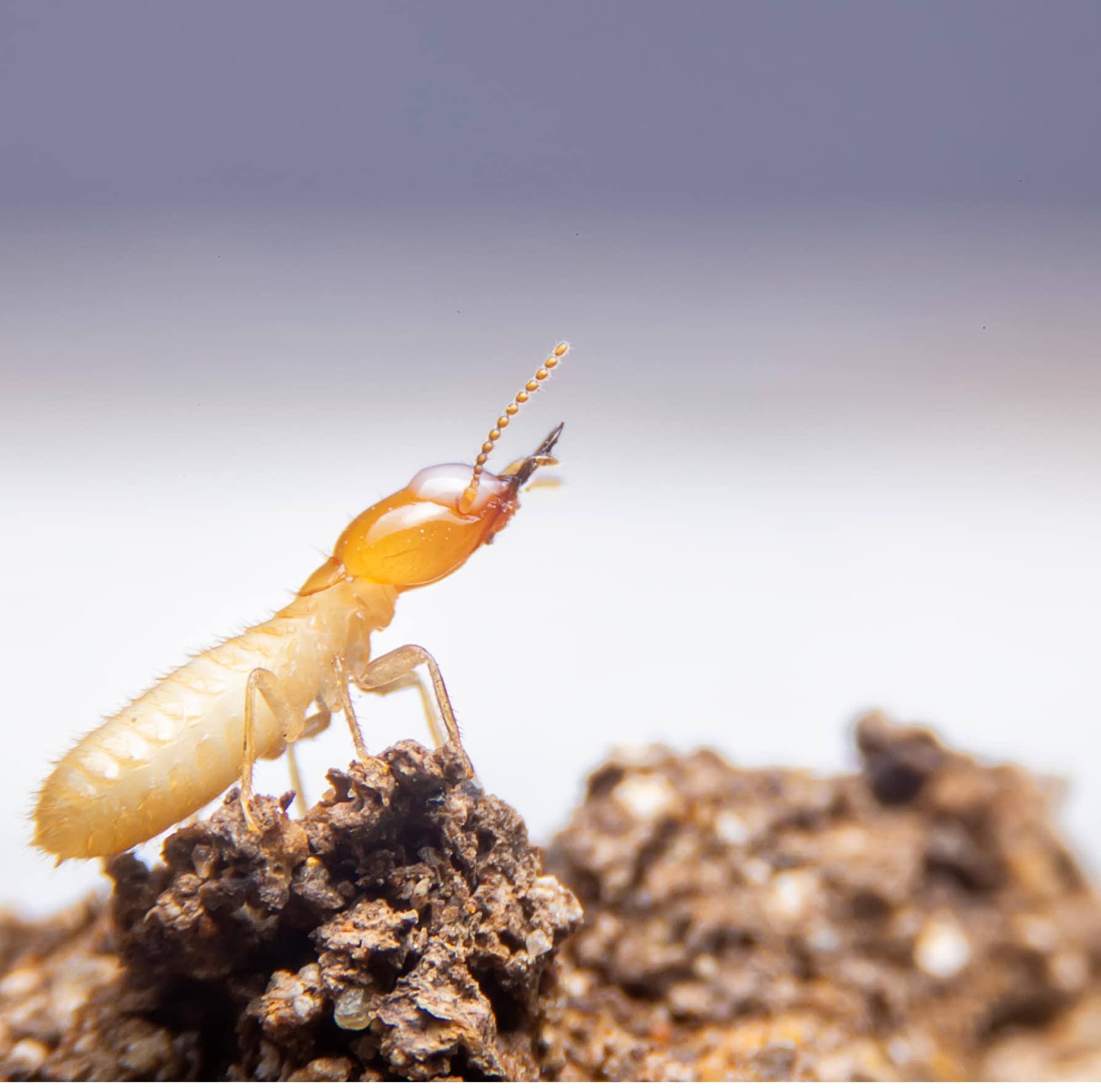Termite