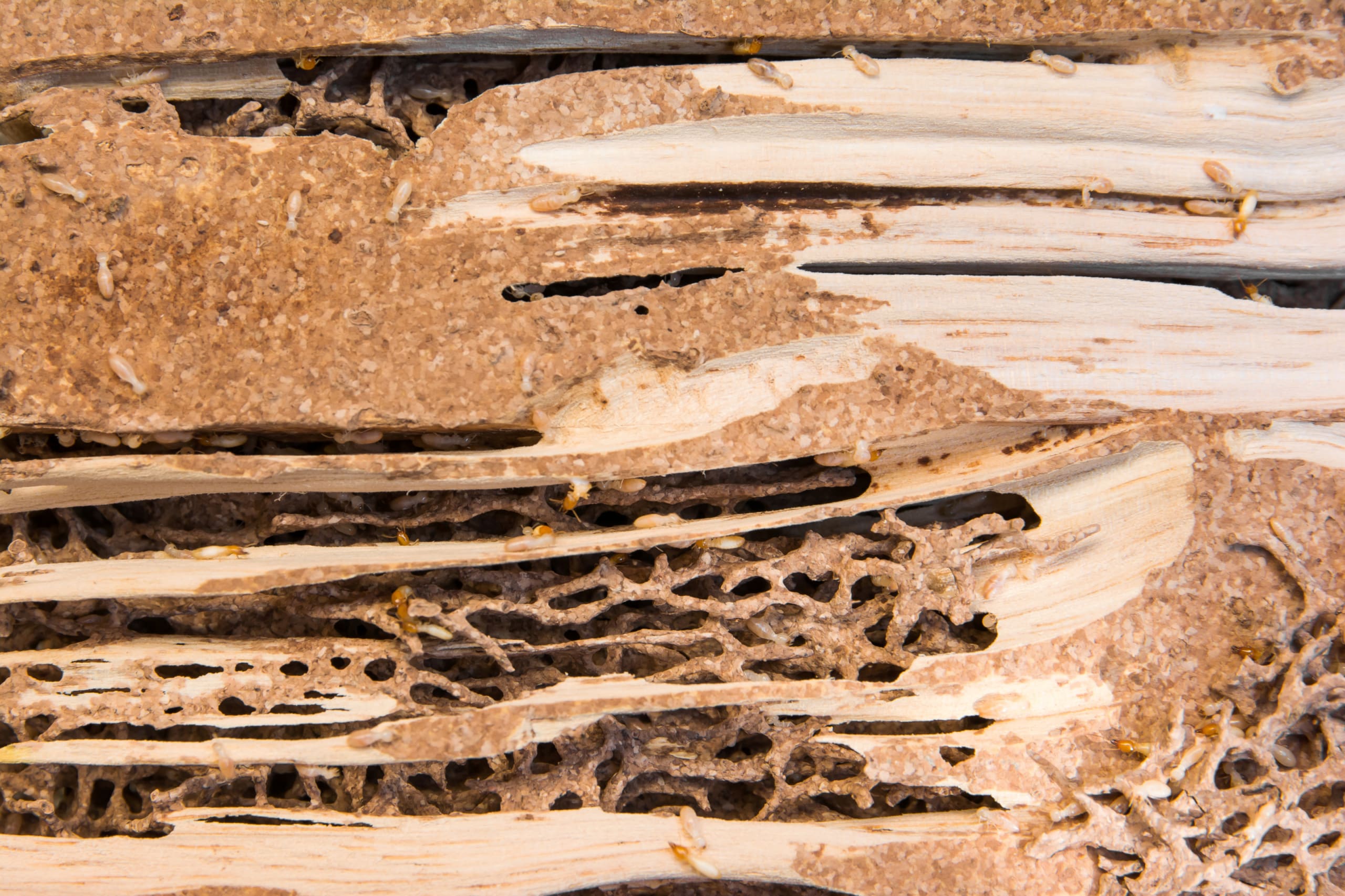 Termite-damaged wood in a house