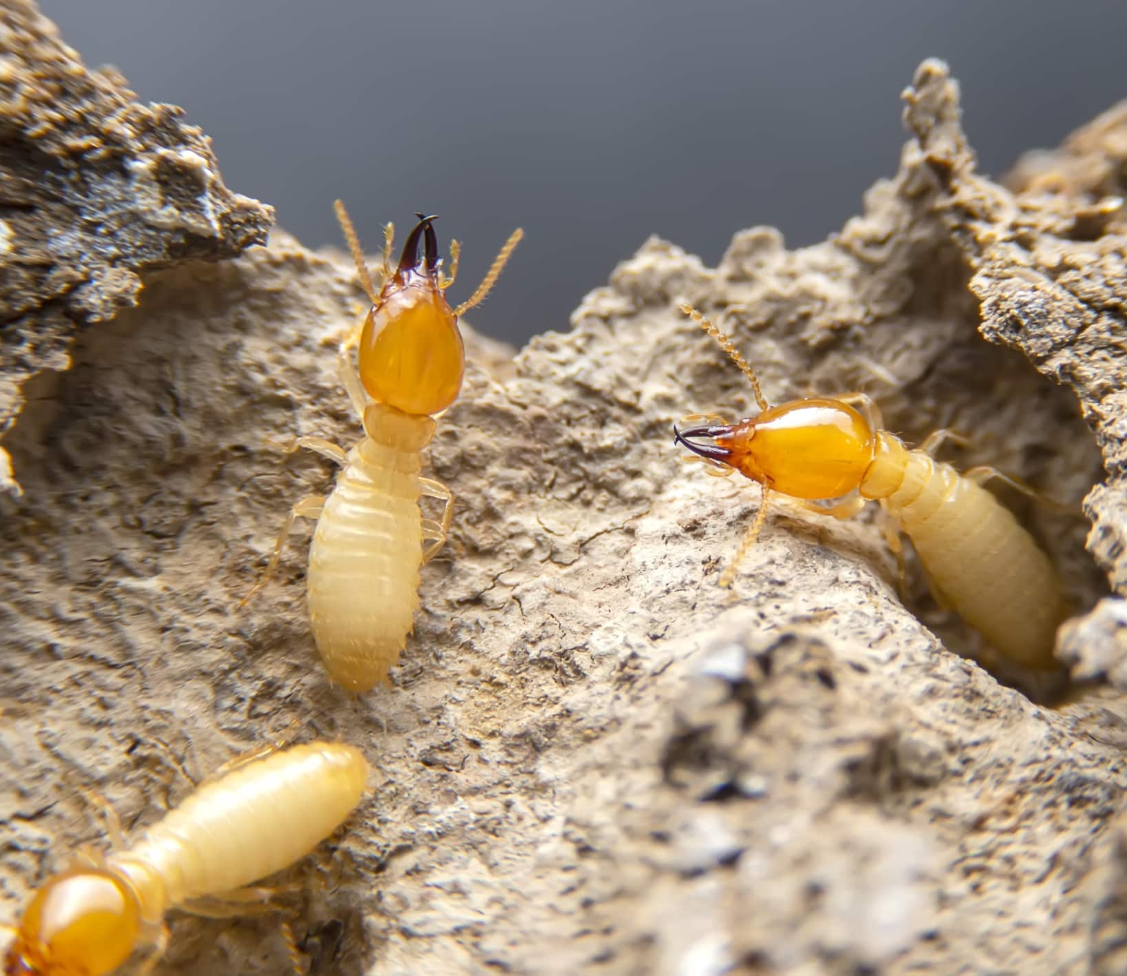 termites