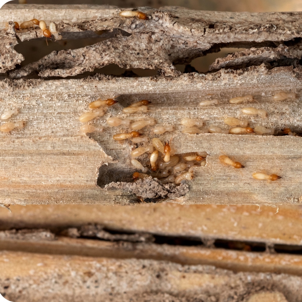 wood-eating termites in a house